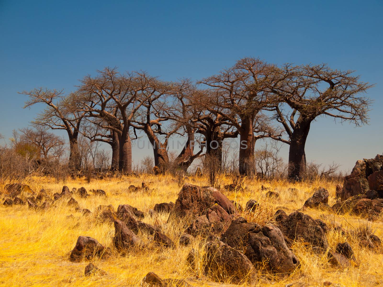 Group of baobab trees in Baobab Paradise near Savuti (Chobe National Park, Botswana)