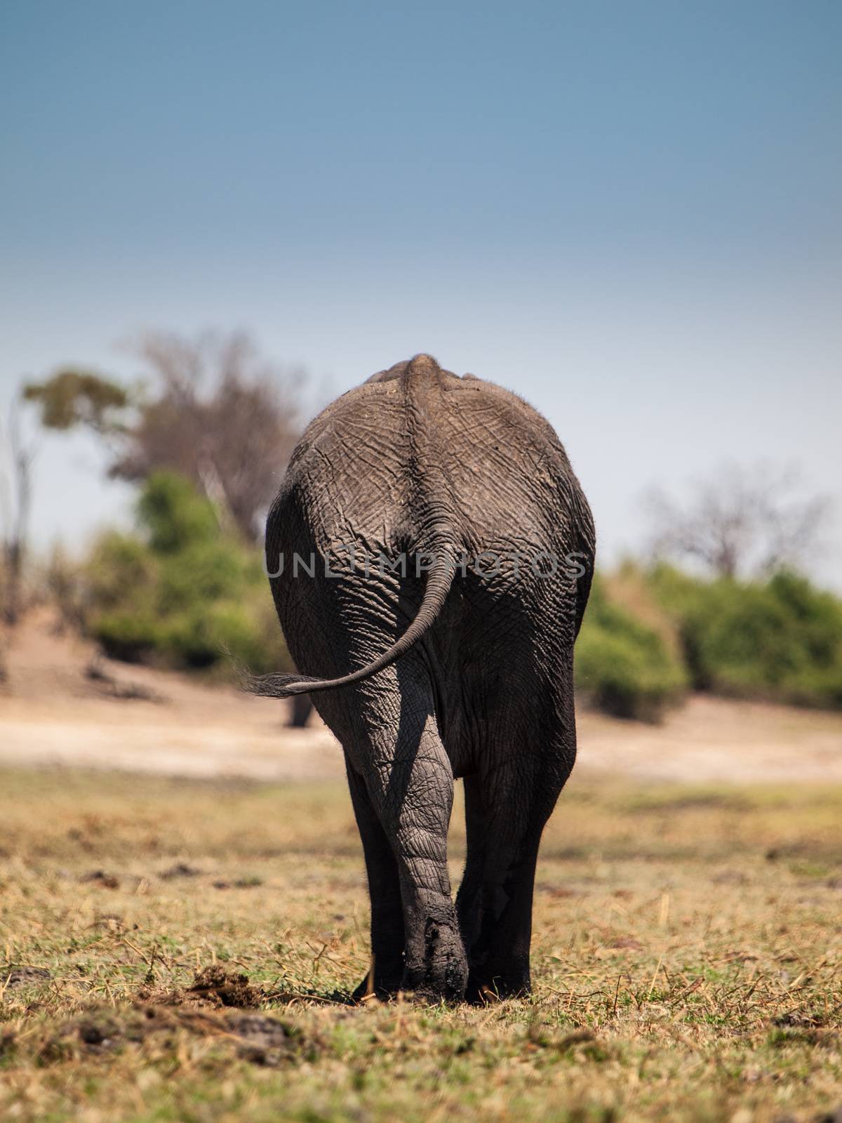 Elephant leaving by pyty
