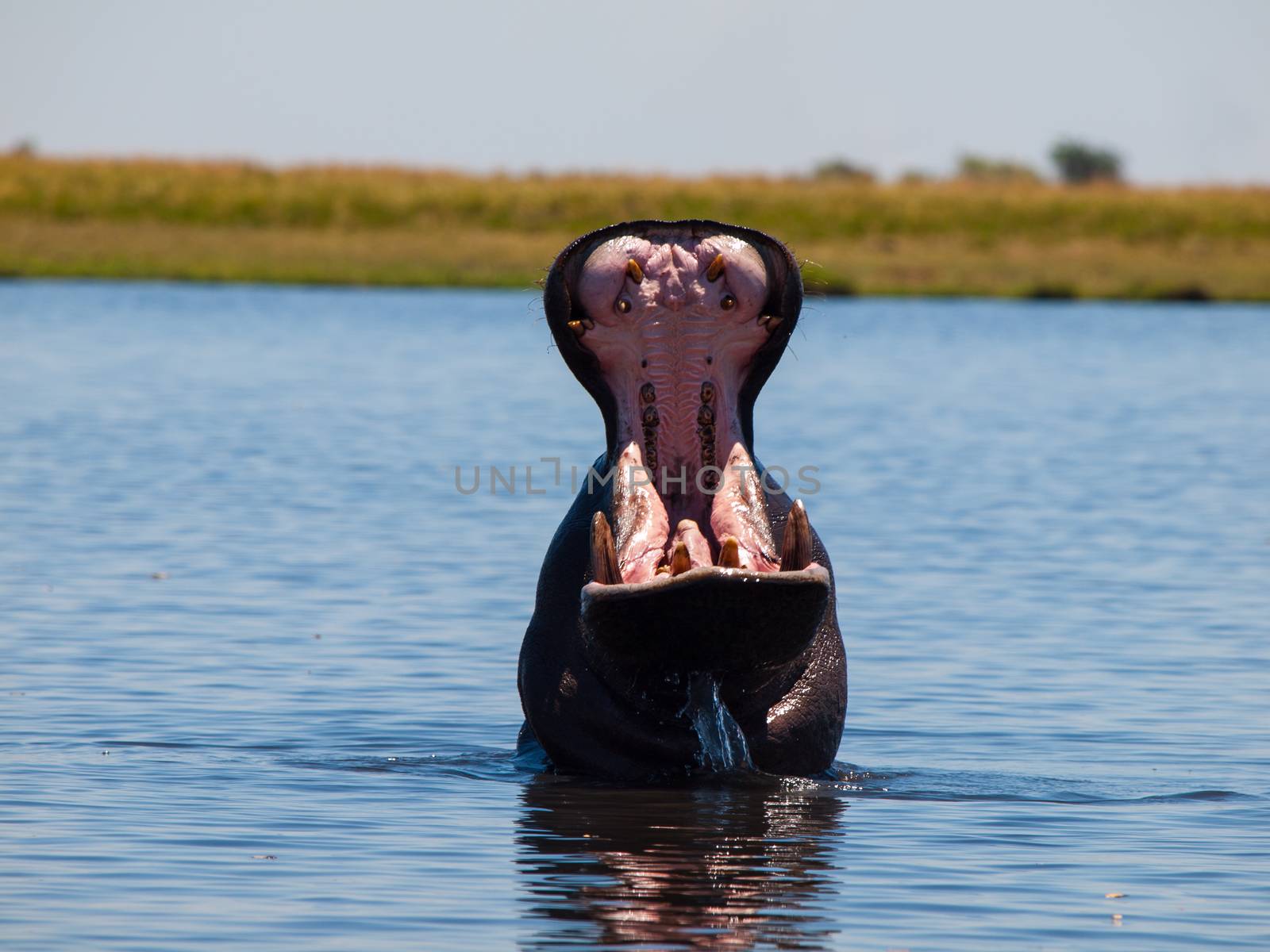 Hippo with wide open mouth in Chobe River