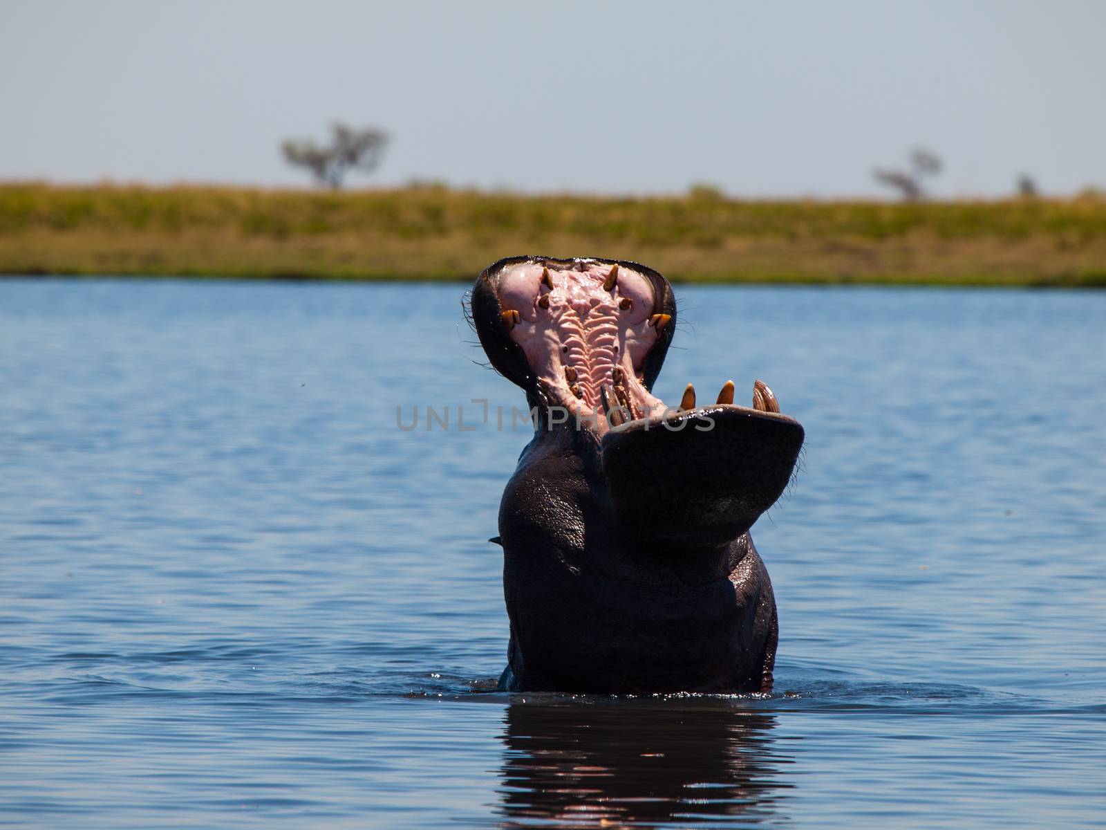 Hippo in Chobe River by pyty