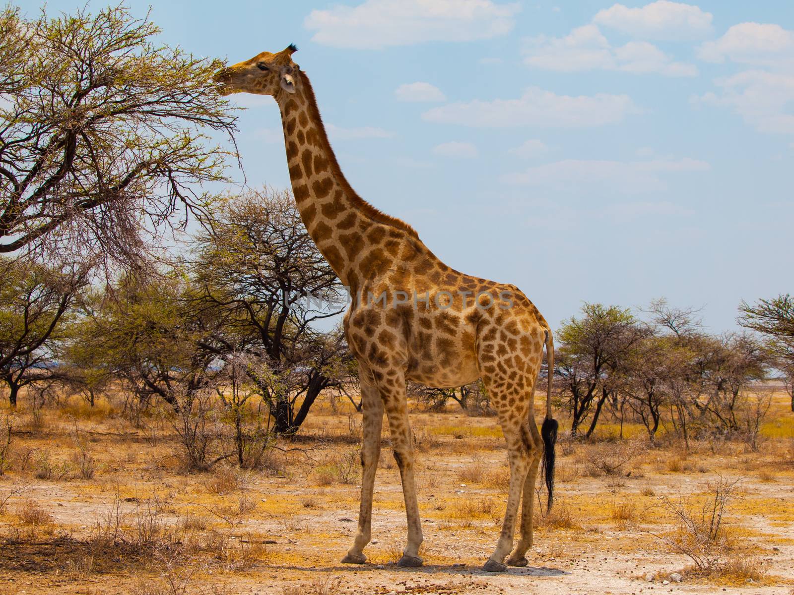 Eating giraffe on safari wild drive