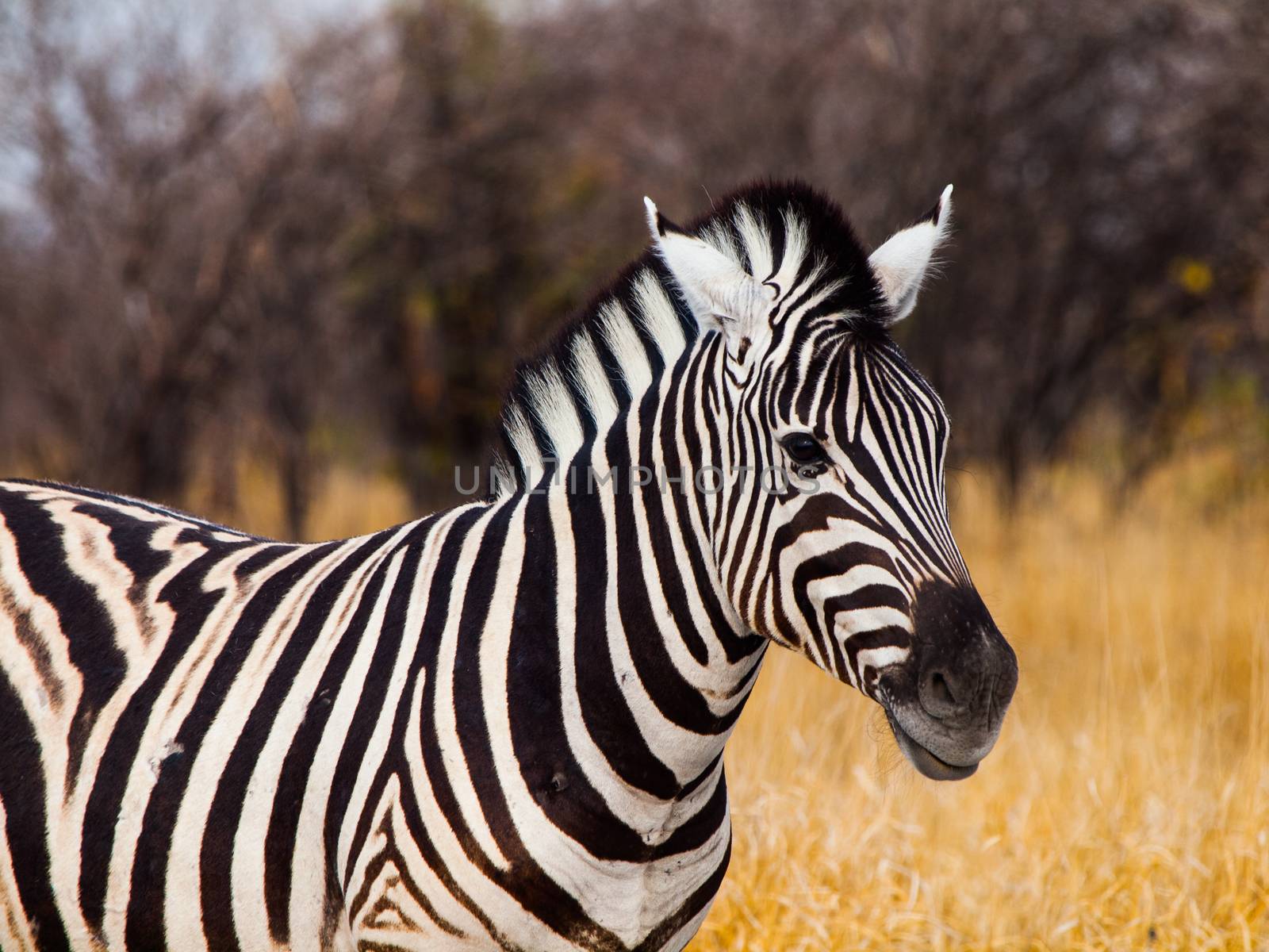 Zebra viewed on safari game drive