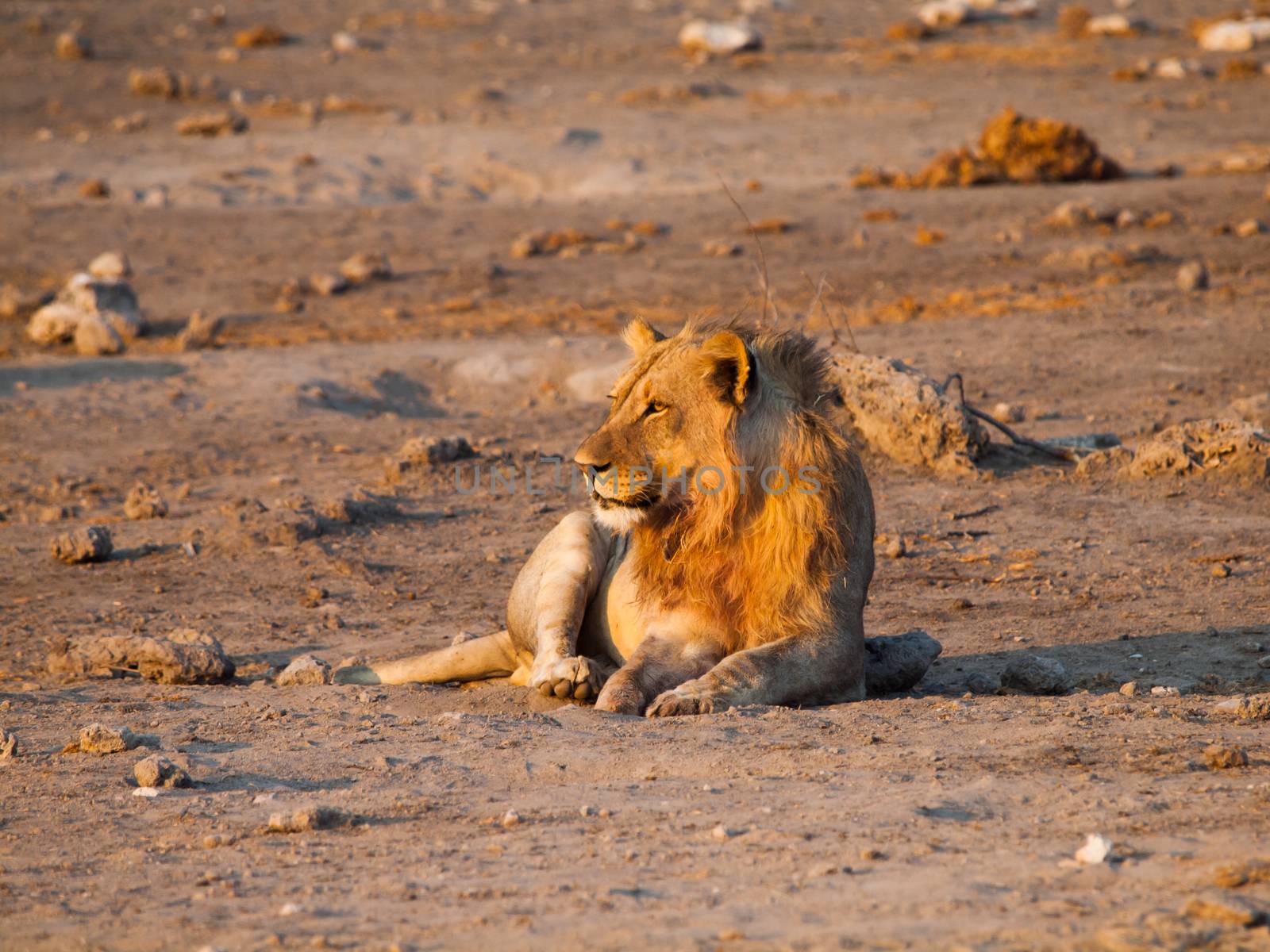 Young male lion having a rest in the evening