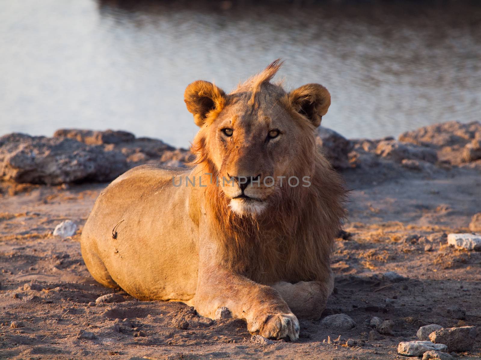 Young male lion having a rest in the evening