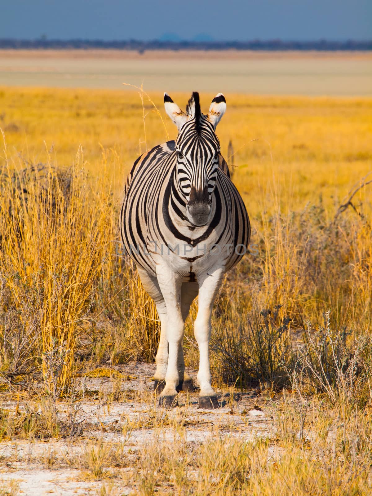 Front view of zebra by pyty
