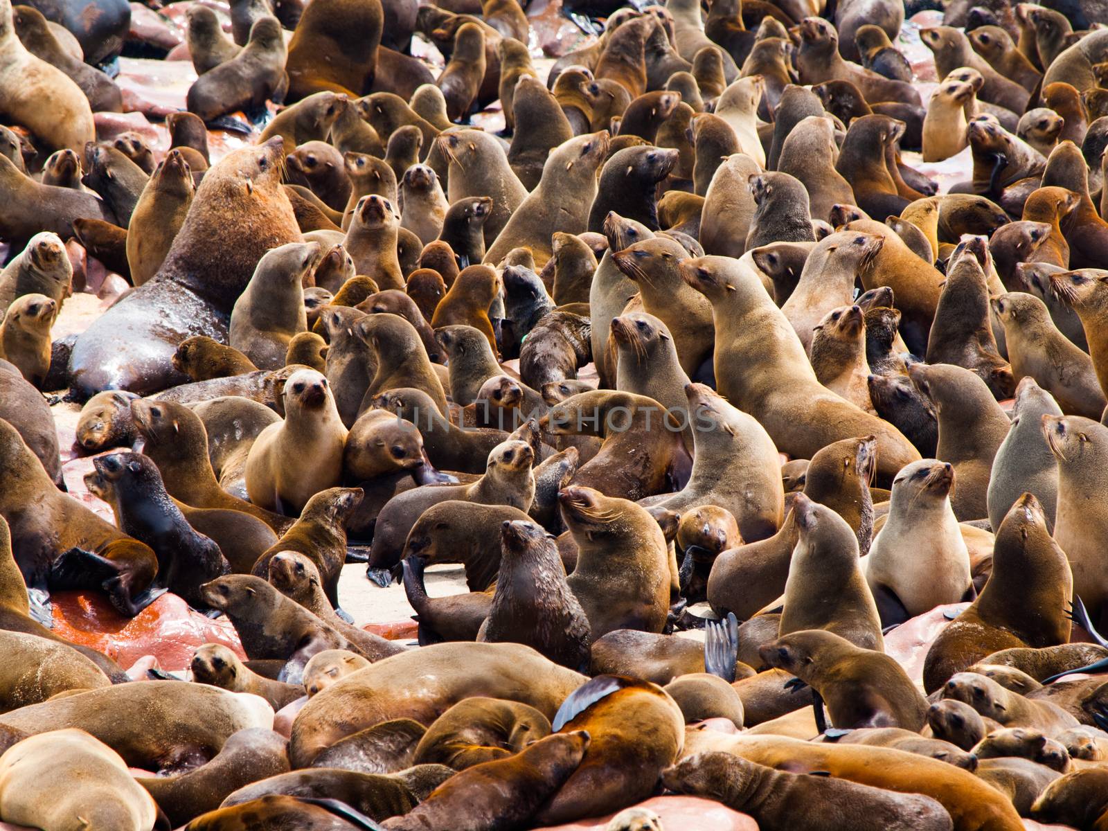 Brown Fur Seal colony at Cape Cross in Namibia (Arctocephalus pusillus)