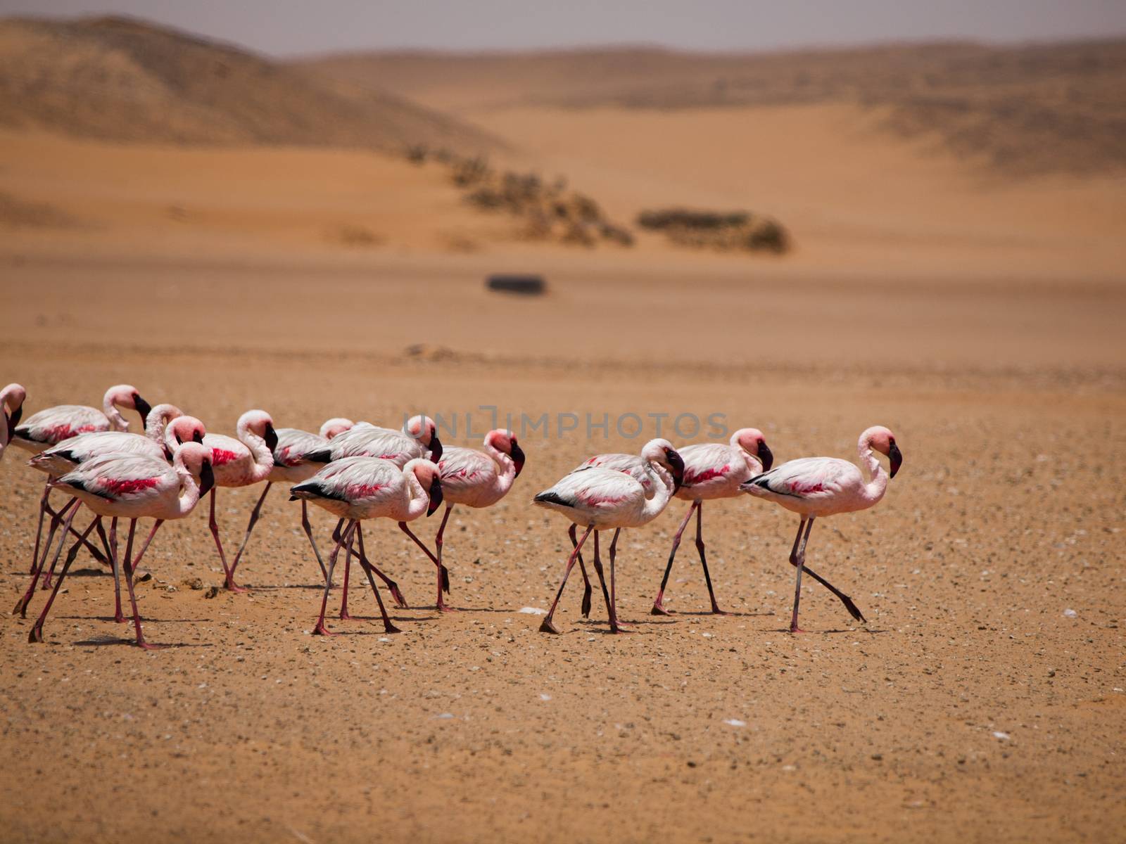 Flamingo march in Namib desert  by pyty