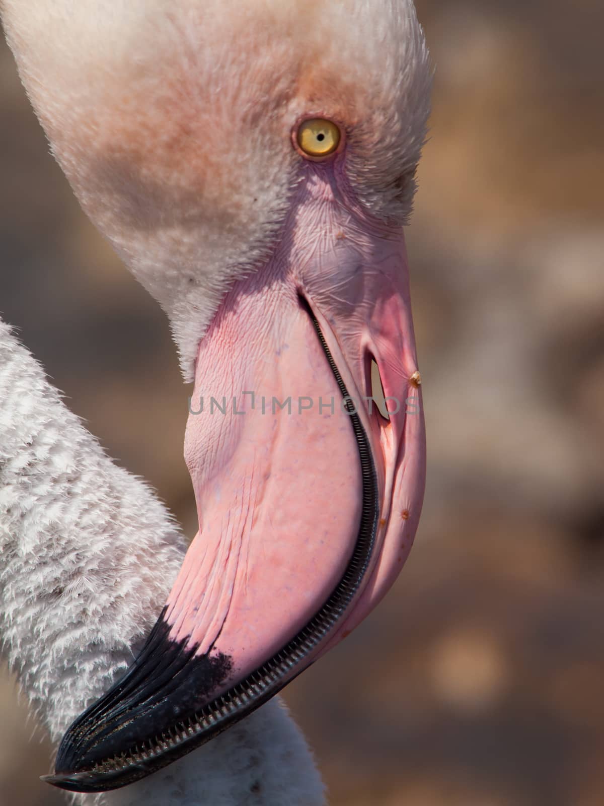 Flamingo head detail (Phoenicopterus roseus)
