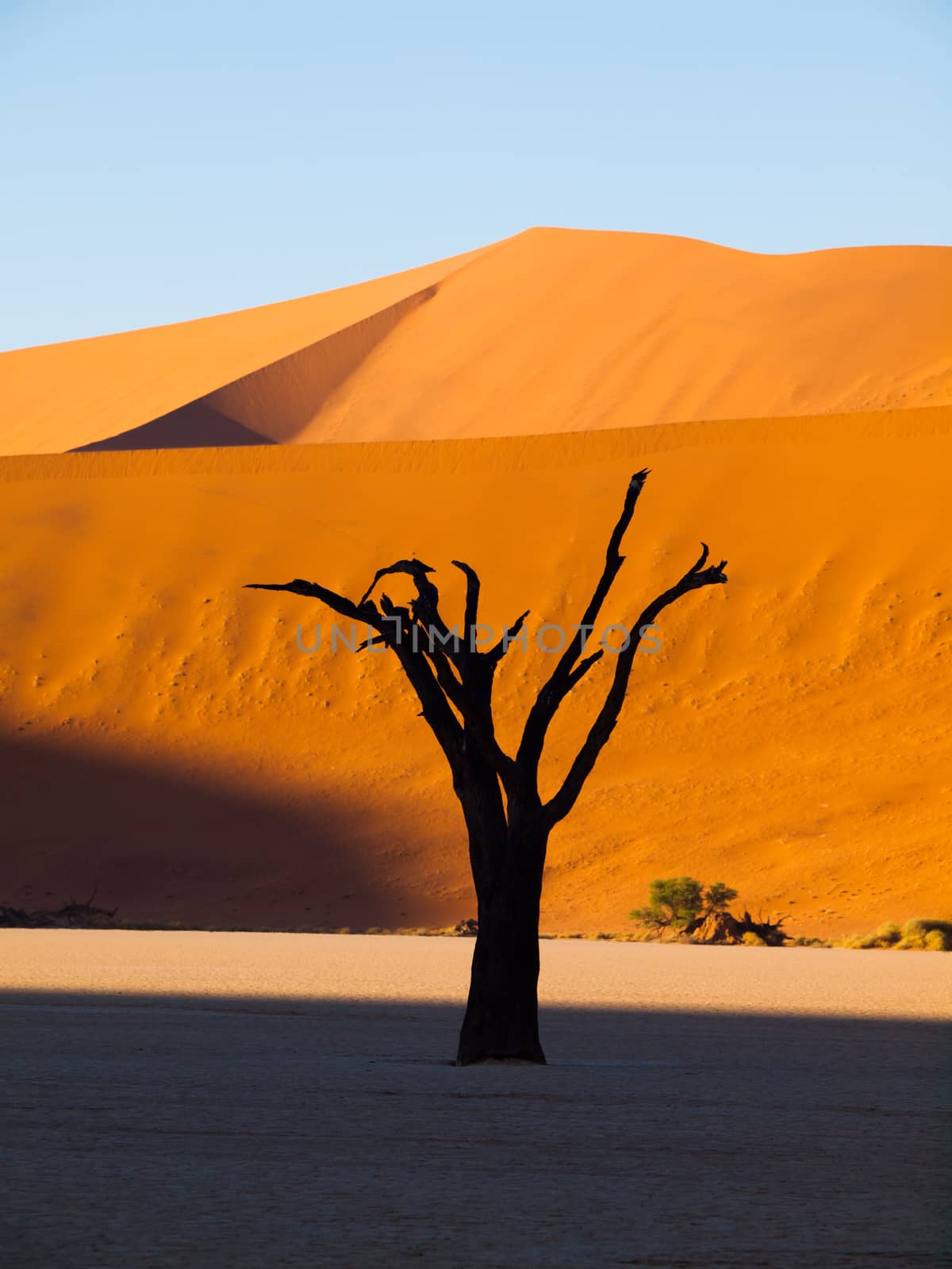 Dead trees in Sossusvlei (Namib desert, Namibia)