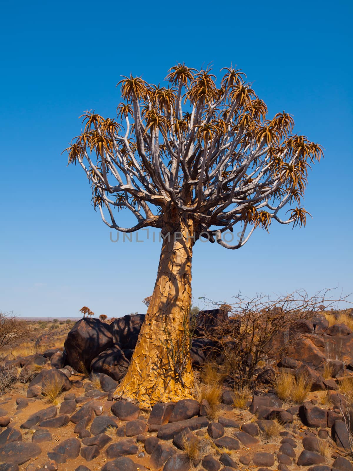 Aloe (quiver) tree in Kokerboom forest near Keetmanshoop (Namibia)