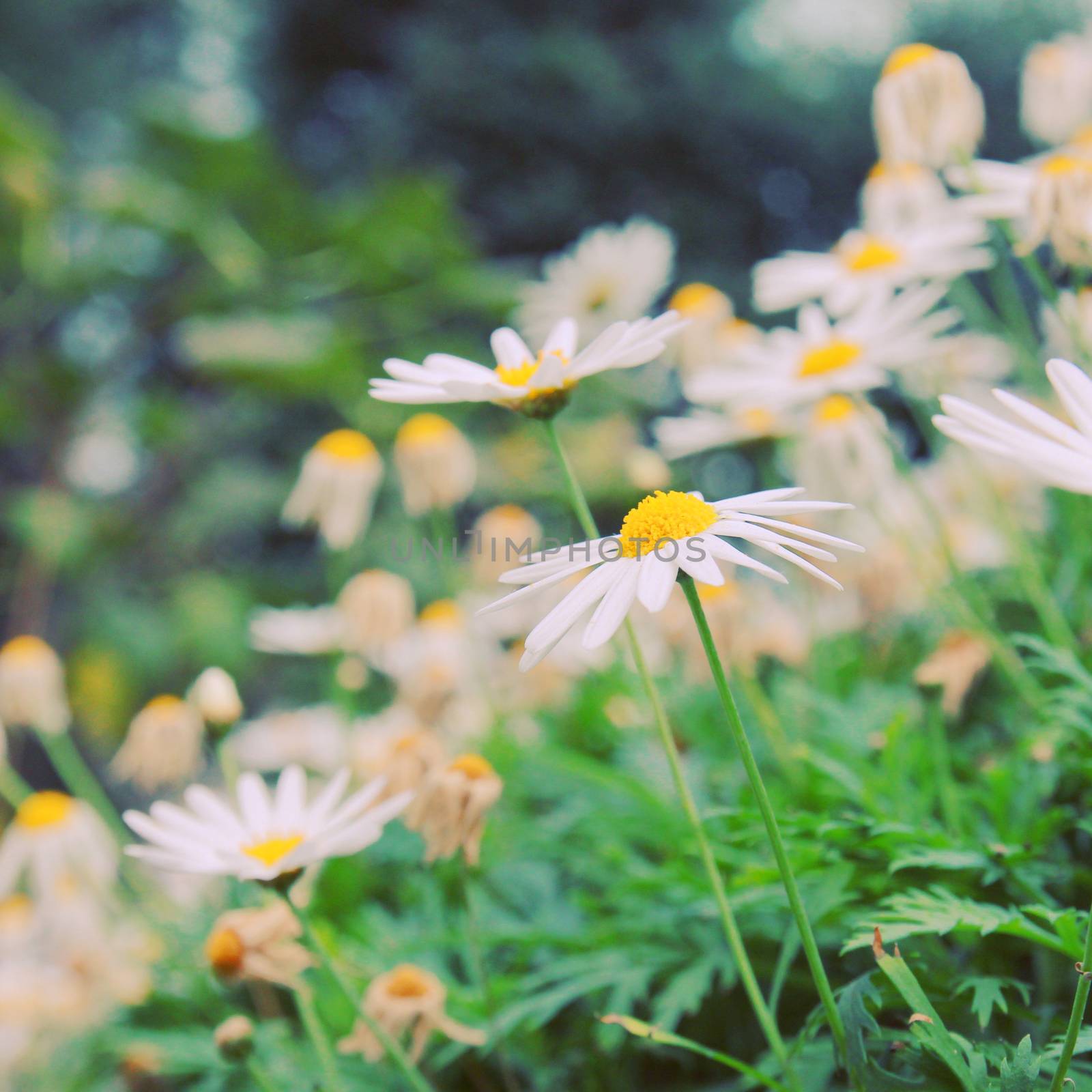 Daisy flowers in garden with retro filter effect by nuchylee