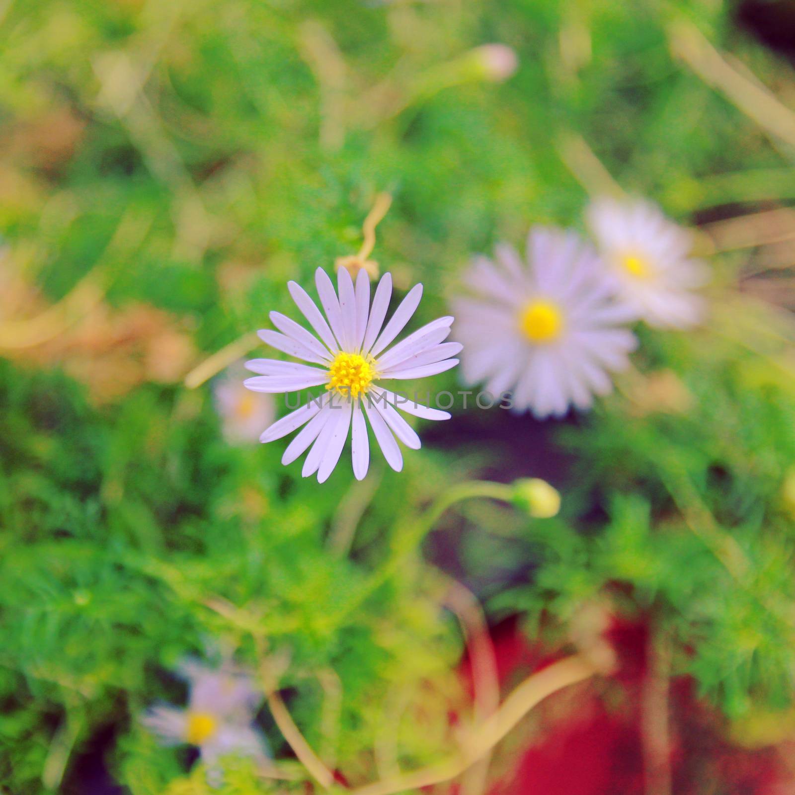 Daisy flowers in garden with retro filter effect