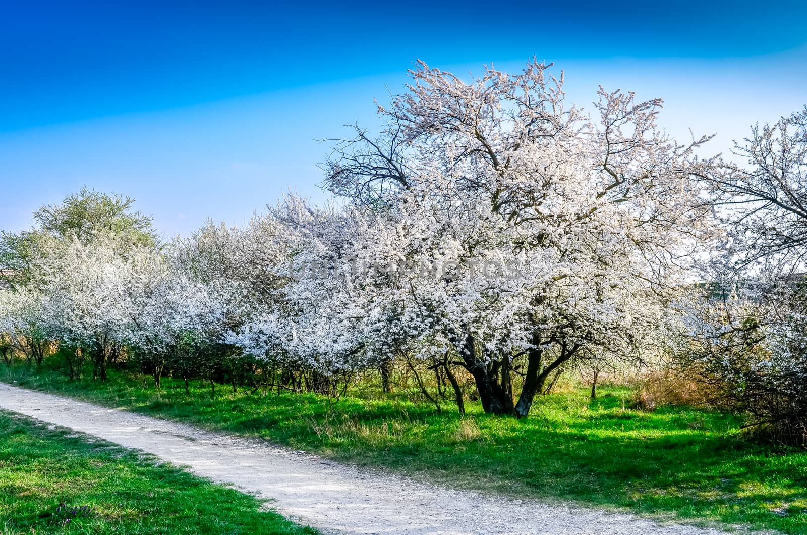Scenic view of beautiful blooming spring trees and a road