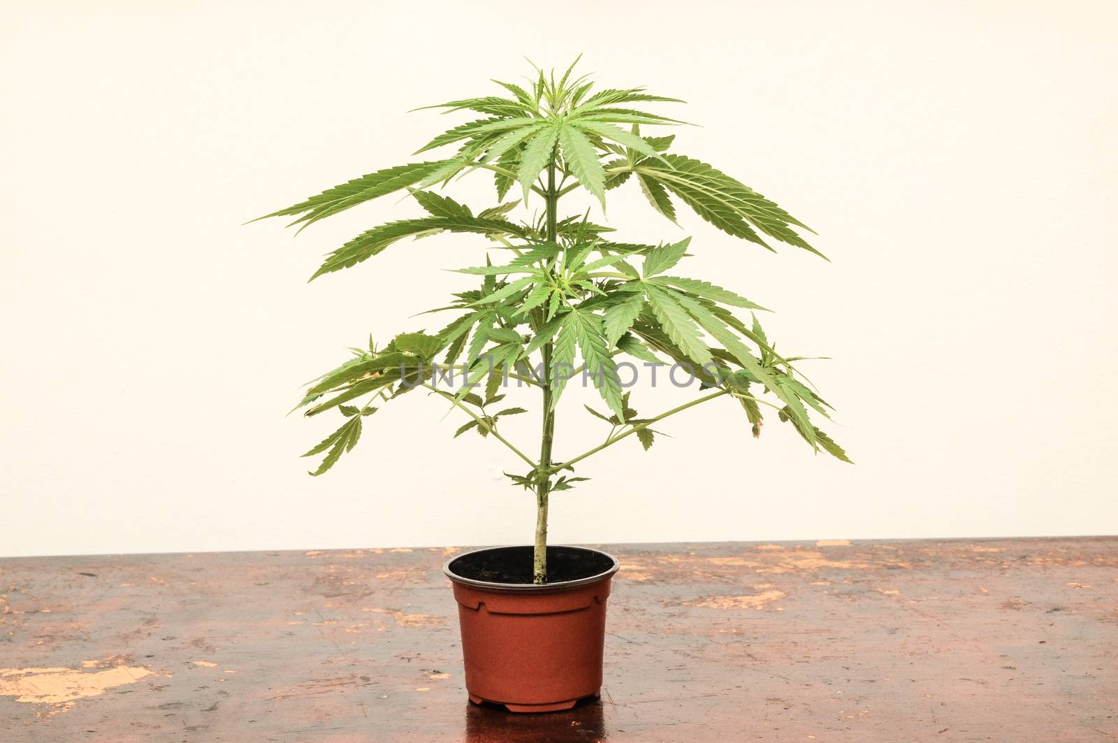 Young Green Leaf Cannabis Indica Plant Marijuana