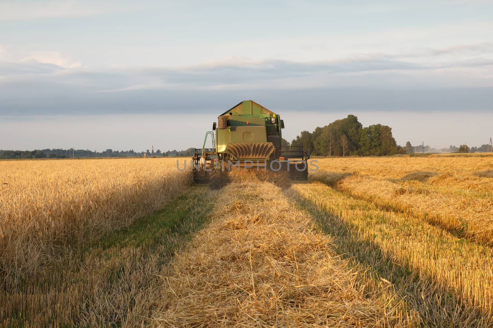 The combine mows wheat in a field in summer evening