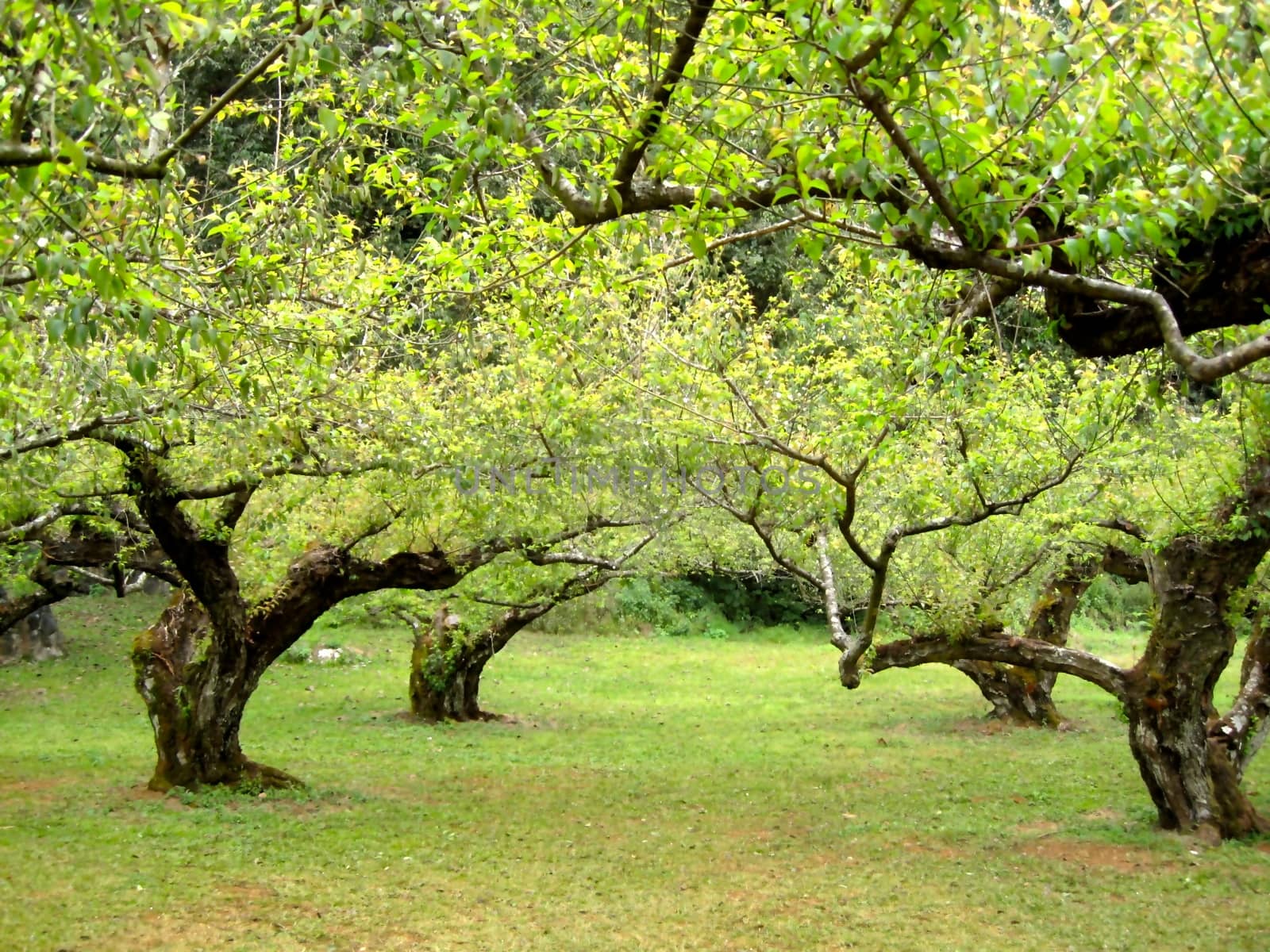 curve form of trees at Auang Khang,Chiangmai.Thailand