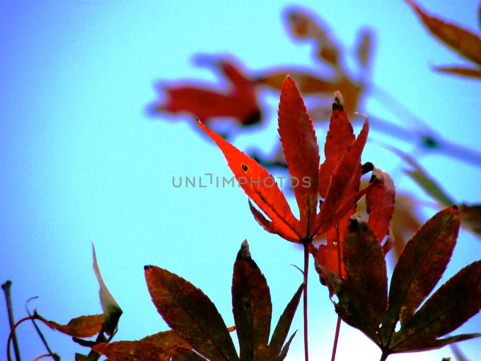 maple leaves at Auang Khang,Chiangmai,Thailand