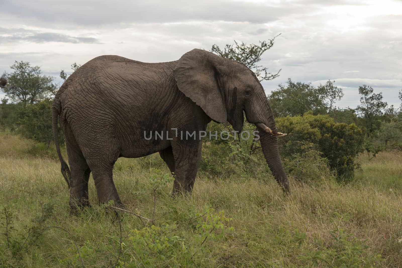 big elephant in kruger park by compuinfoto