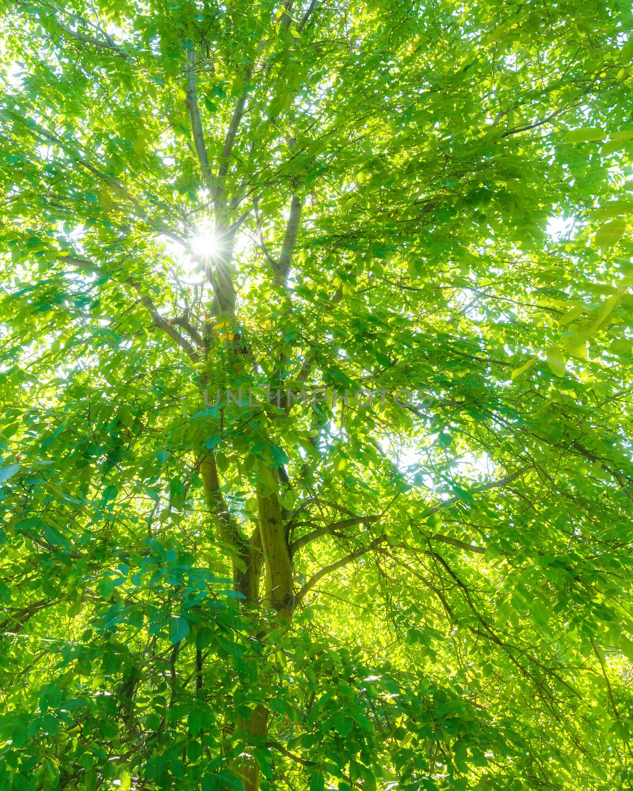 Tree in spring, sunlight effect