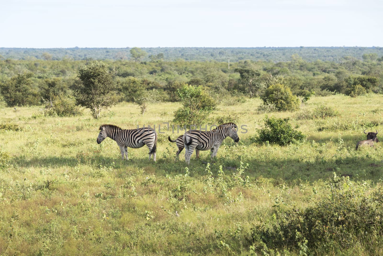 zebras in the kruger national reserve  by compuinfoto