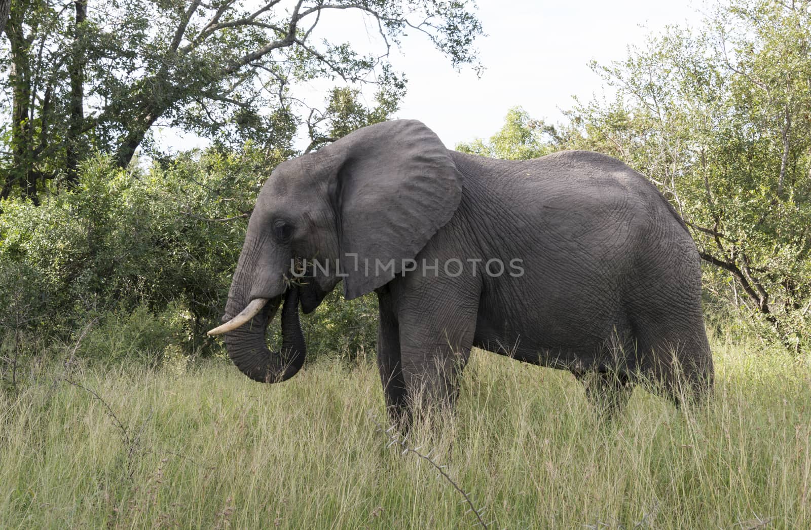 big elephant in kruger park by compuinfoto