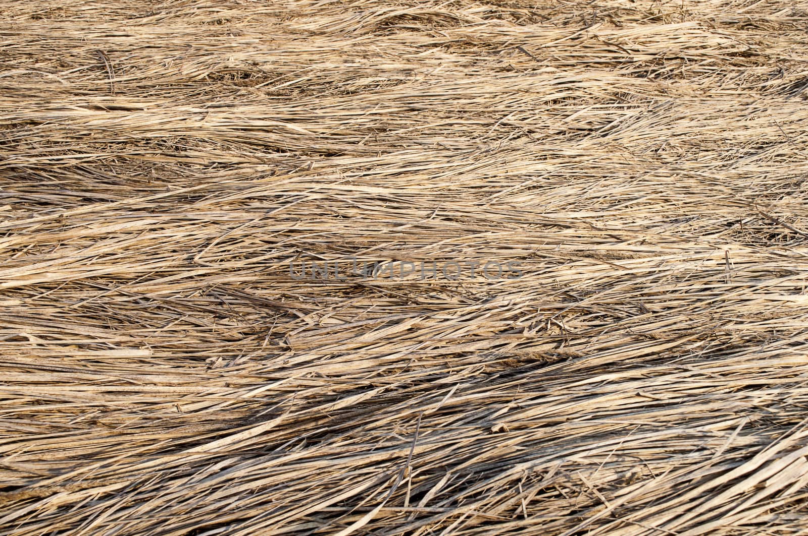 Close up of last year's dry grass, background 