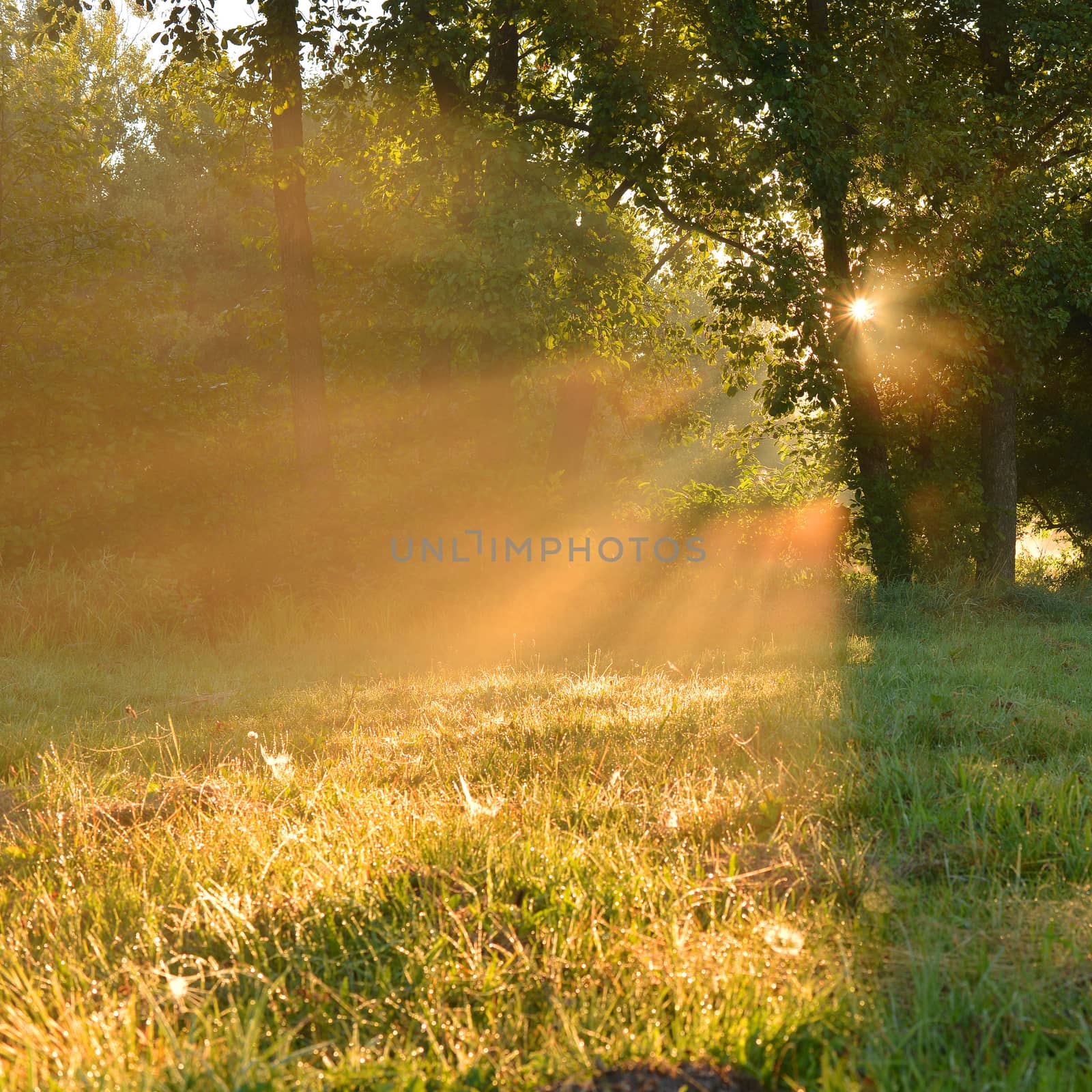 Beautiful autumn dawn on forest edge
