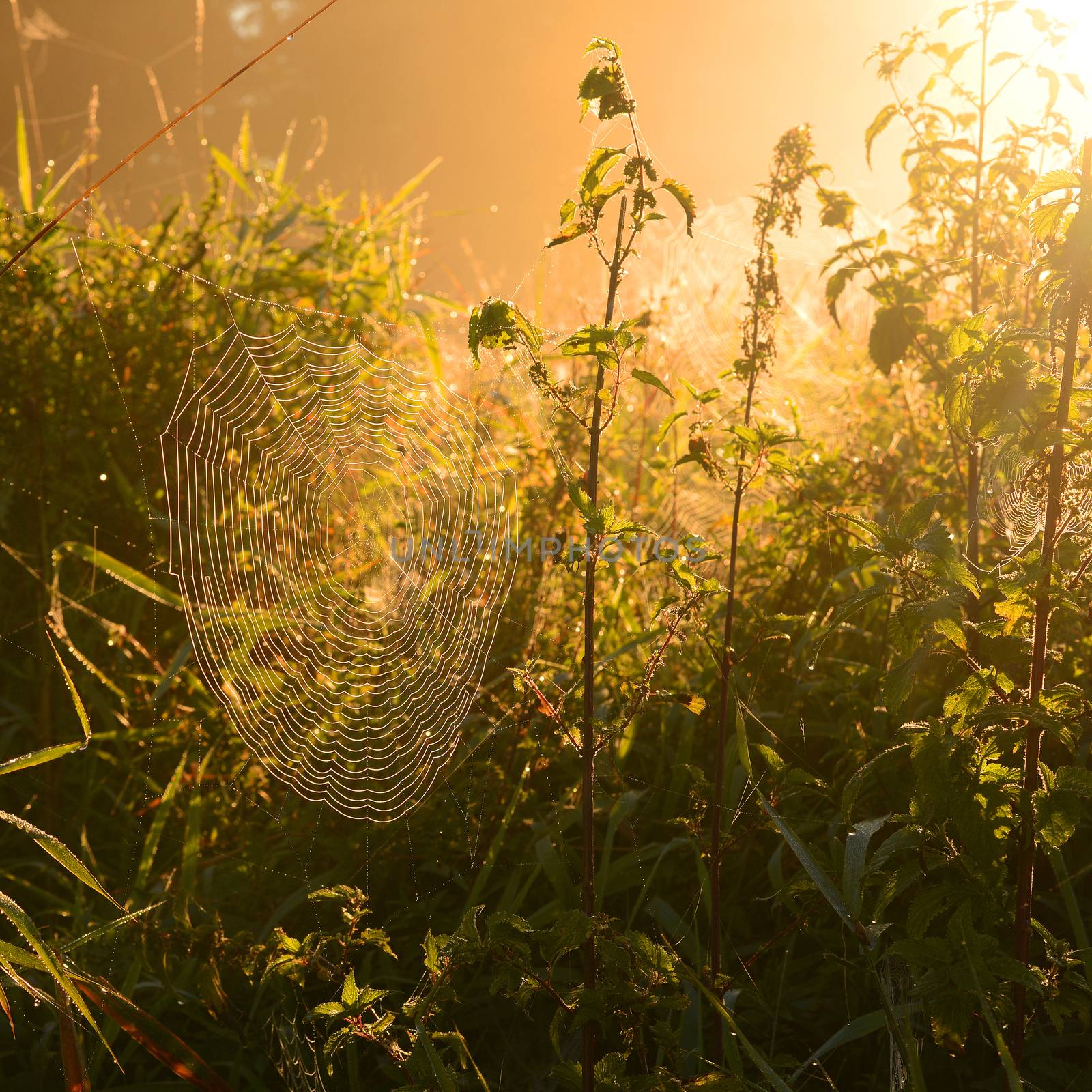 Beautiful spider web at autumn dusk 