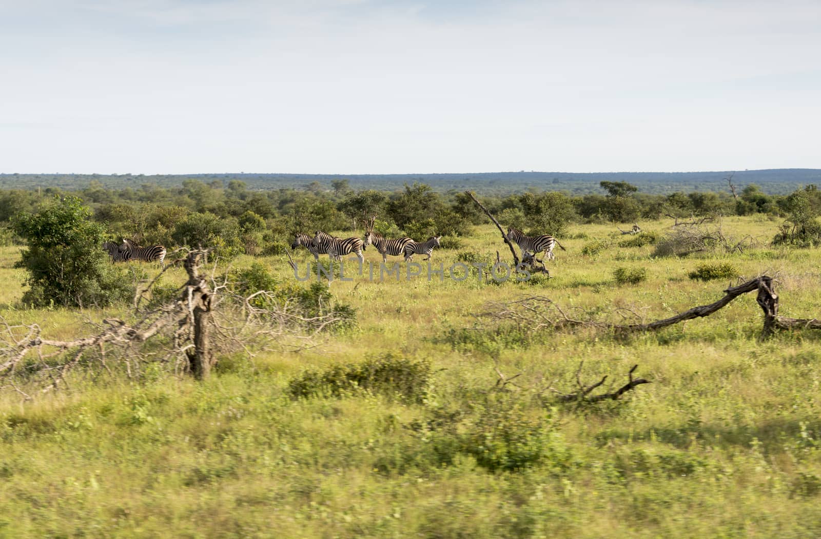 zebras in the kruger national reserve  in south africa