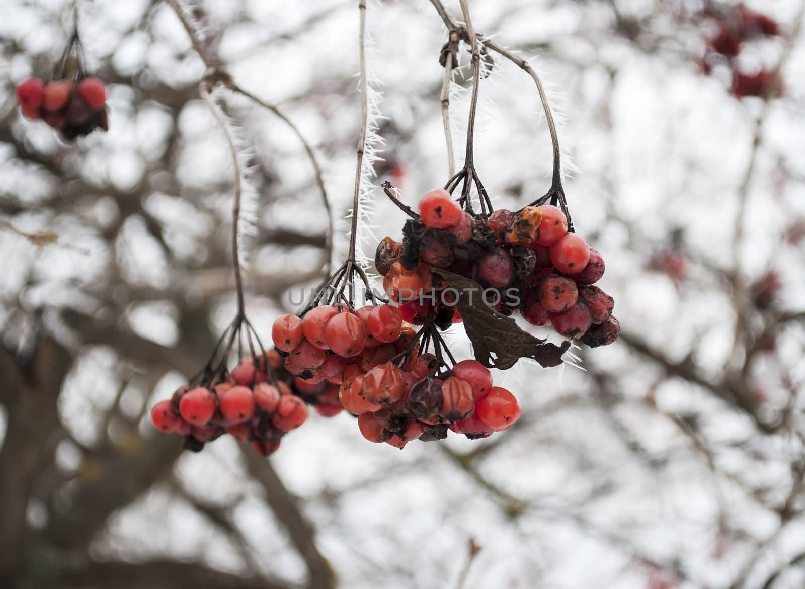 Bunches of red viburnum berries on blurry snowball tree background