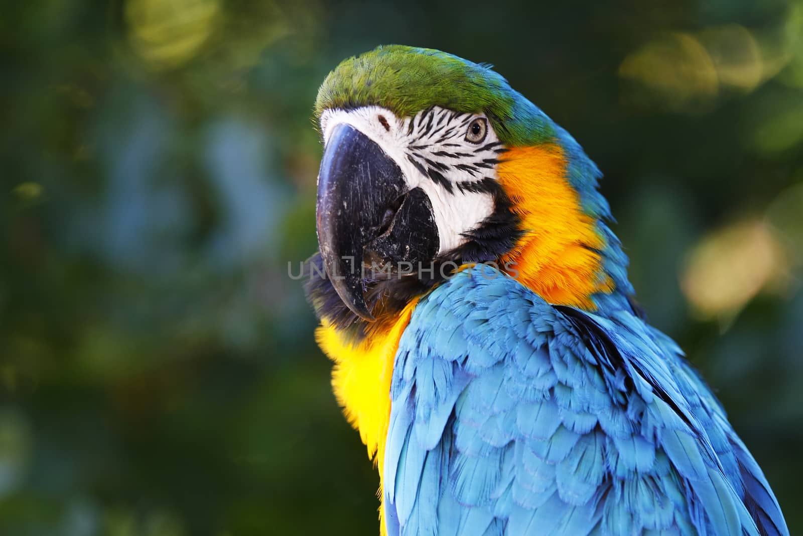 A portrait of a beautiful parrot