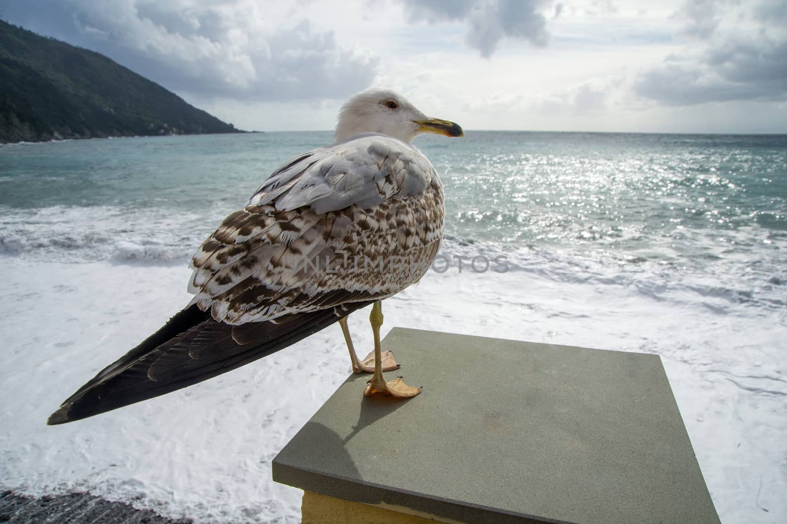 Seagull ready to take flight if threatened