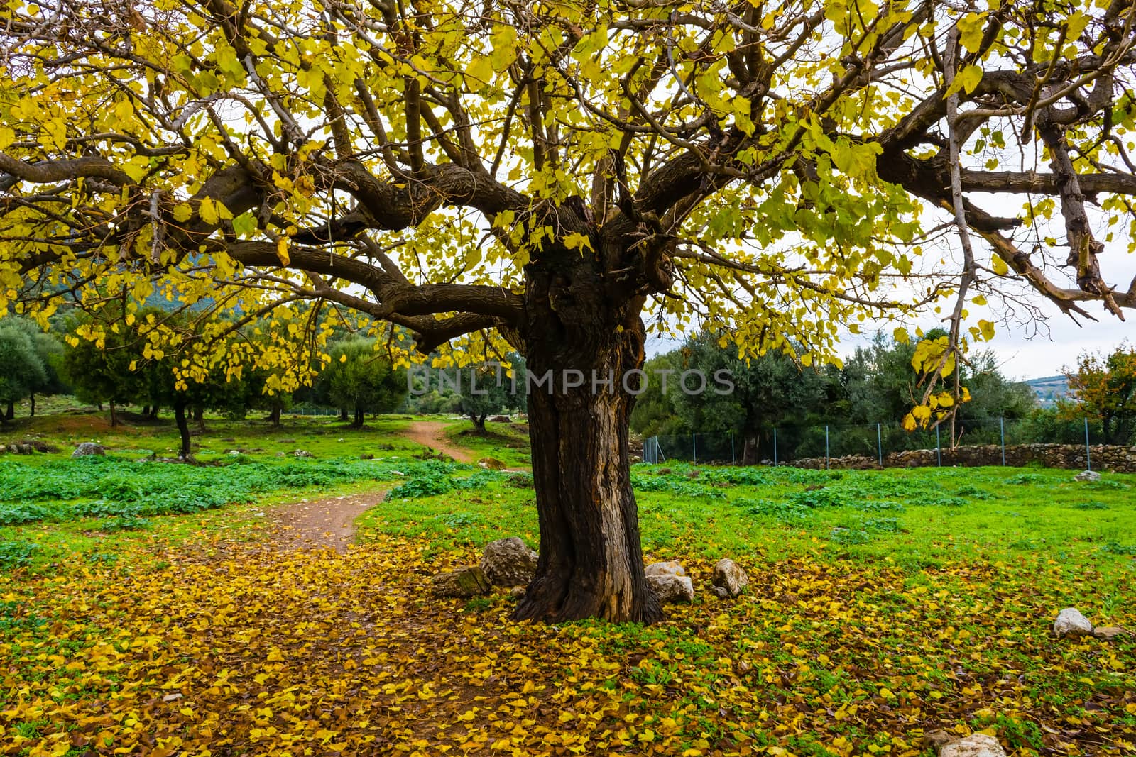 Autumn tree scene with yellow leaves