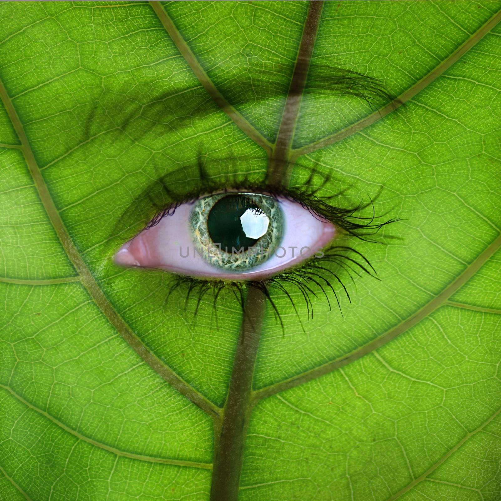 Nature concept - woman face covered with green leaf texture