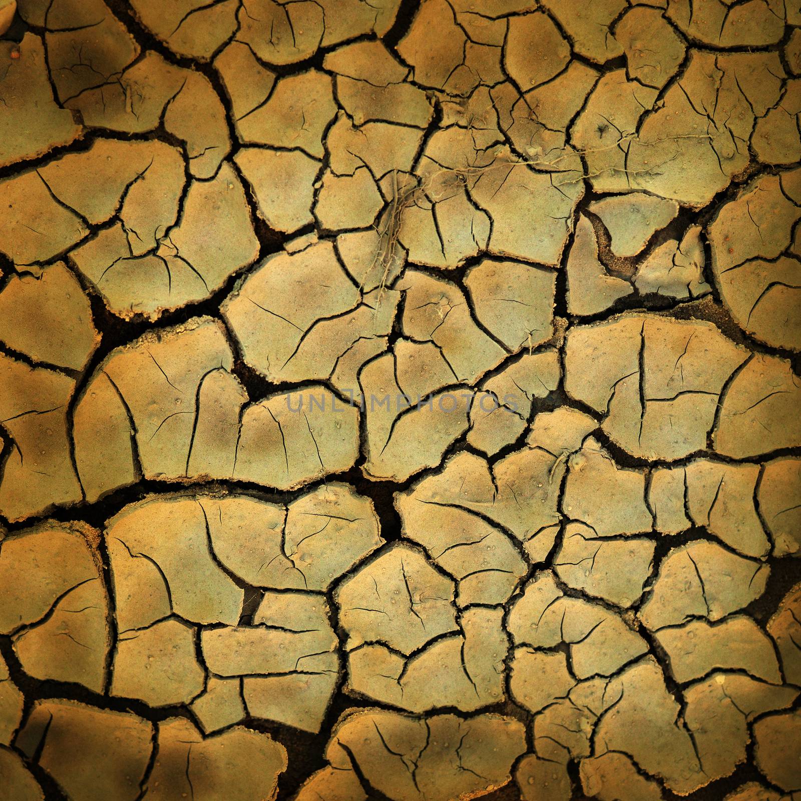 Cracked earth texture or background
