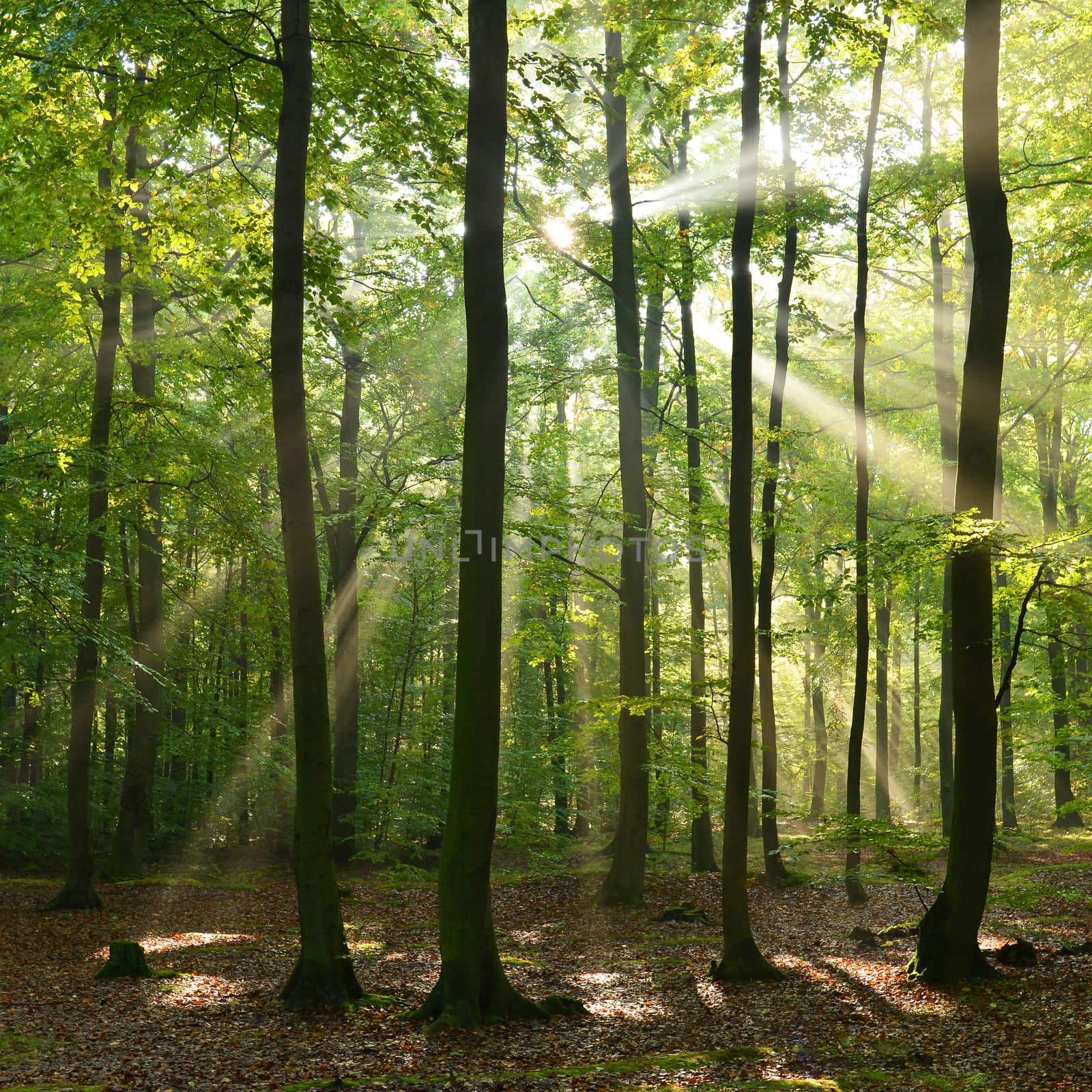 Beautiful sunbeams in magic beach forest - Poland