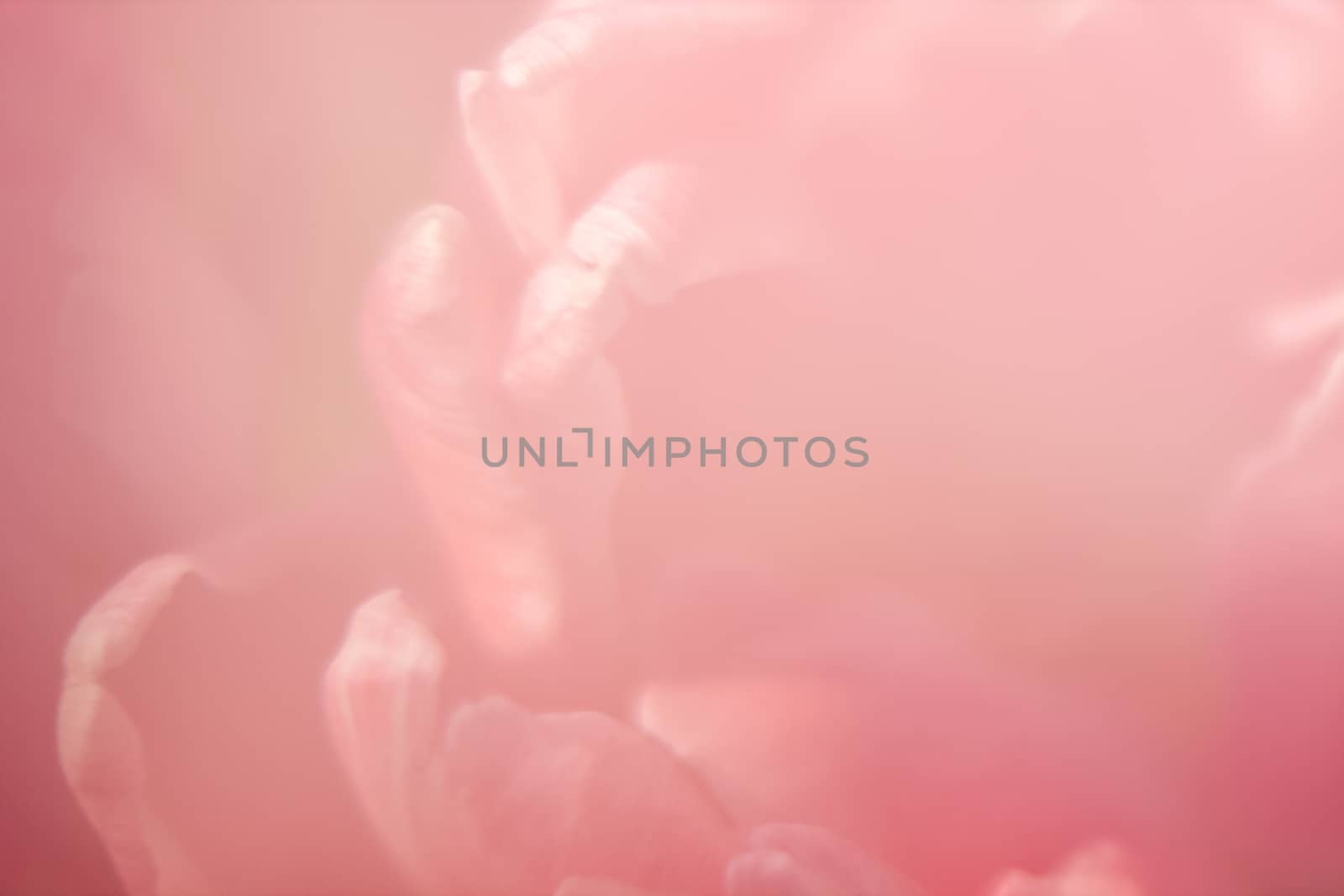Pink gradient with silhouette of flower petals