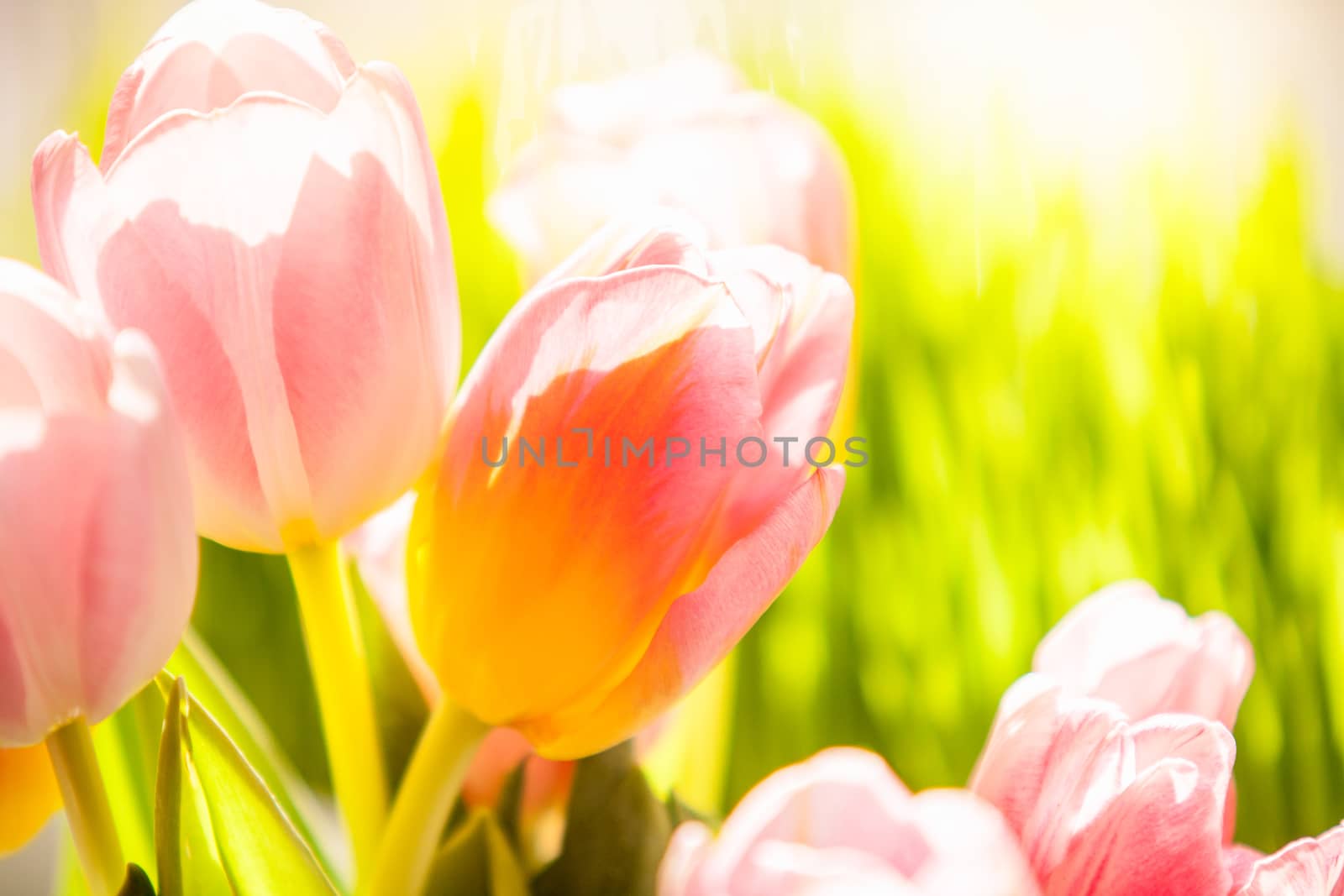 Red with yellow tulips against grass by Kryzhov