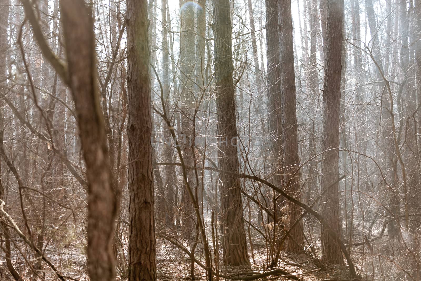 Misted autumn forest