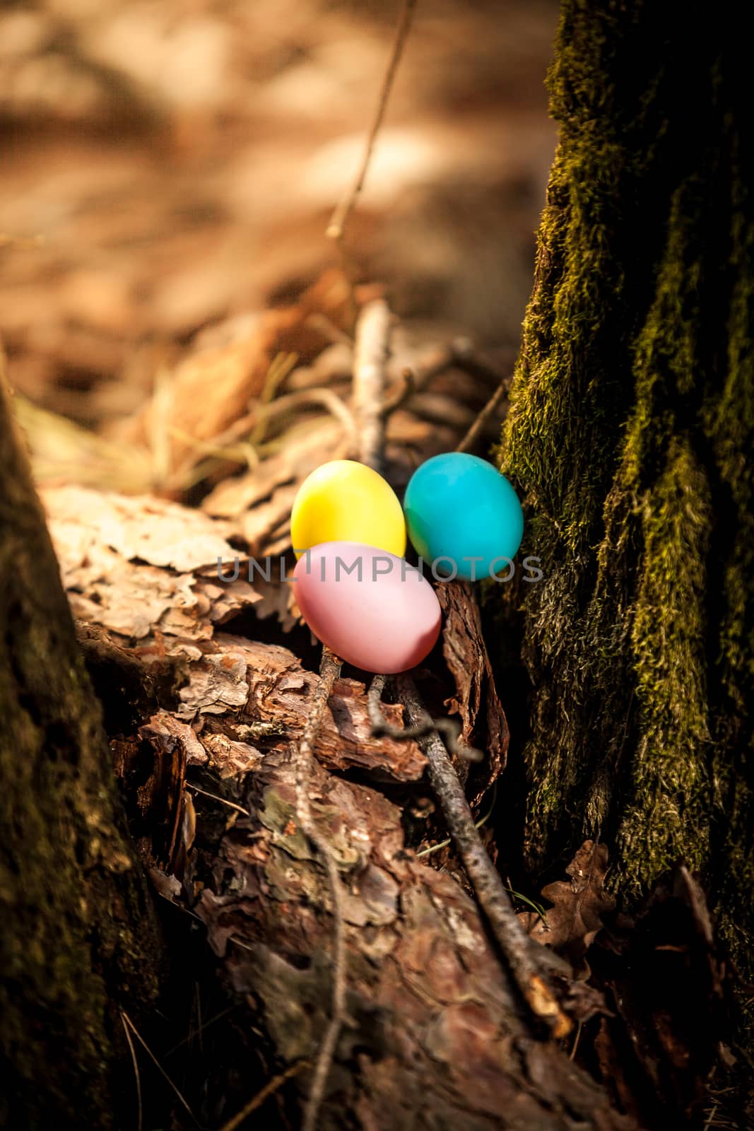 Photo of colored eggs lying at forest