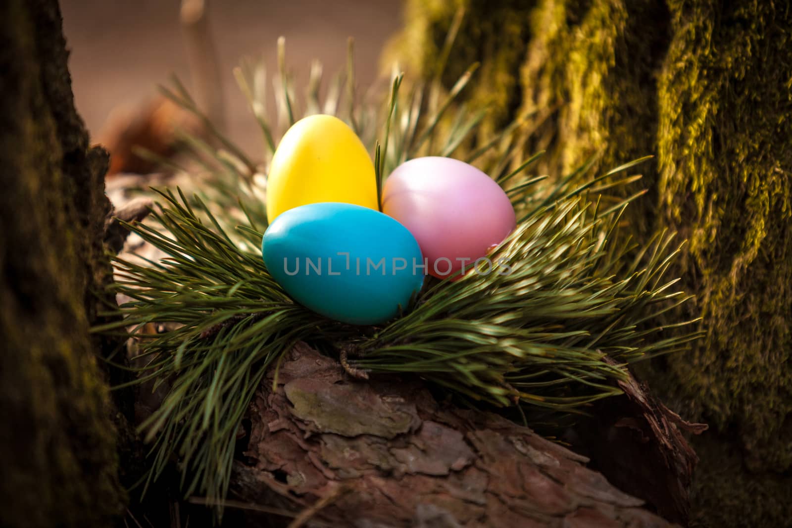 colored easter eggs in nest on tree by Kryzhov