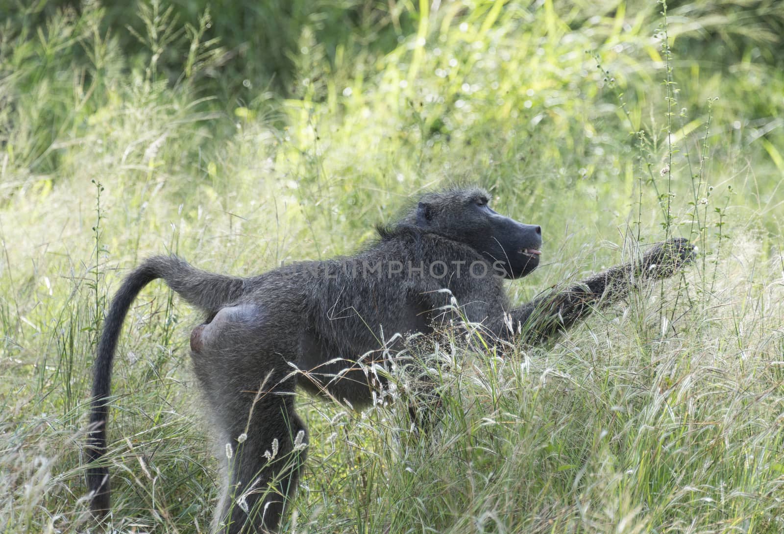 baboon monkey in kruger park south africa