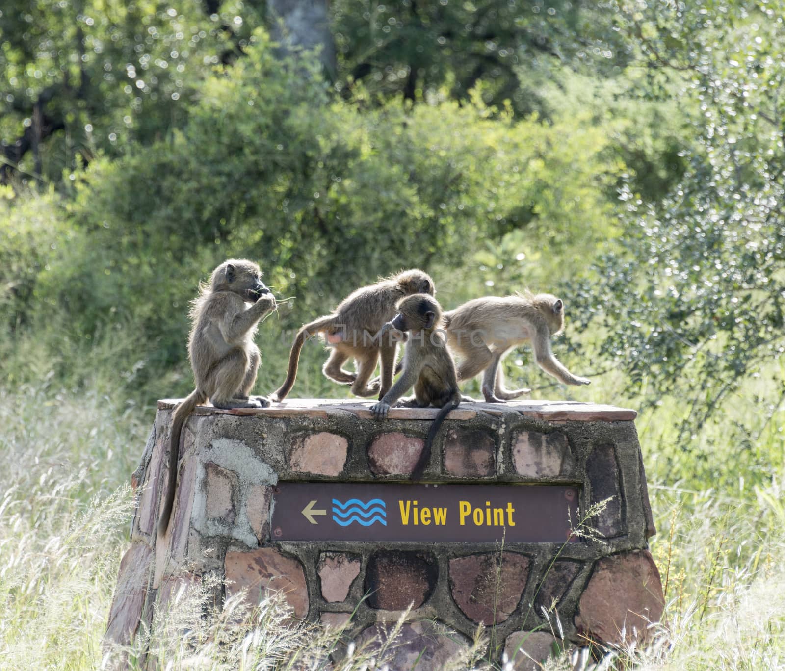 group young monkeys laying on the view point national reserve kruger park south africa