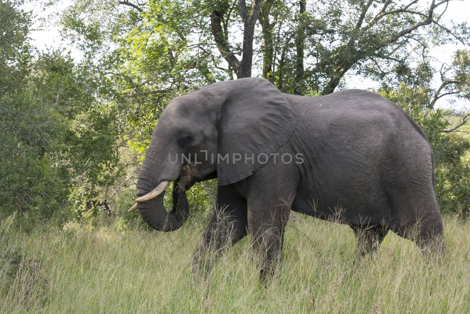 big elephant in kruger park by compuinfoto