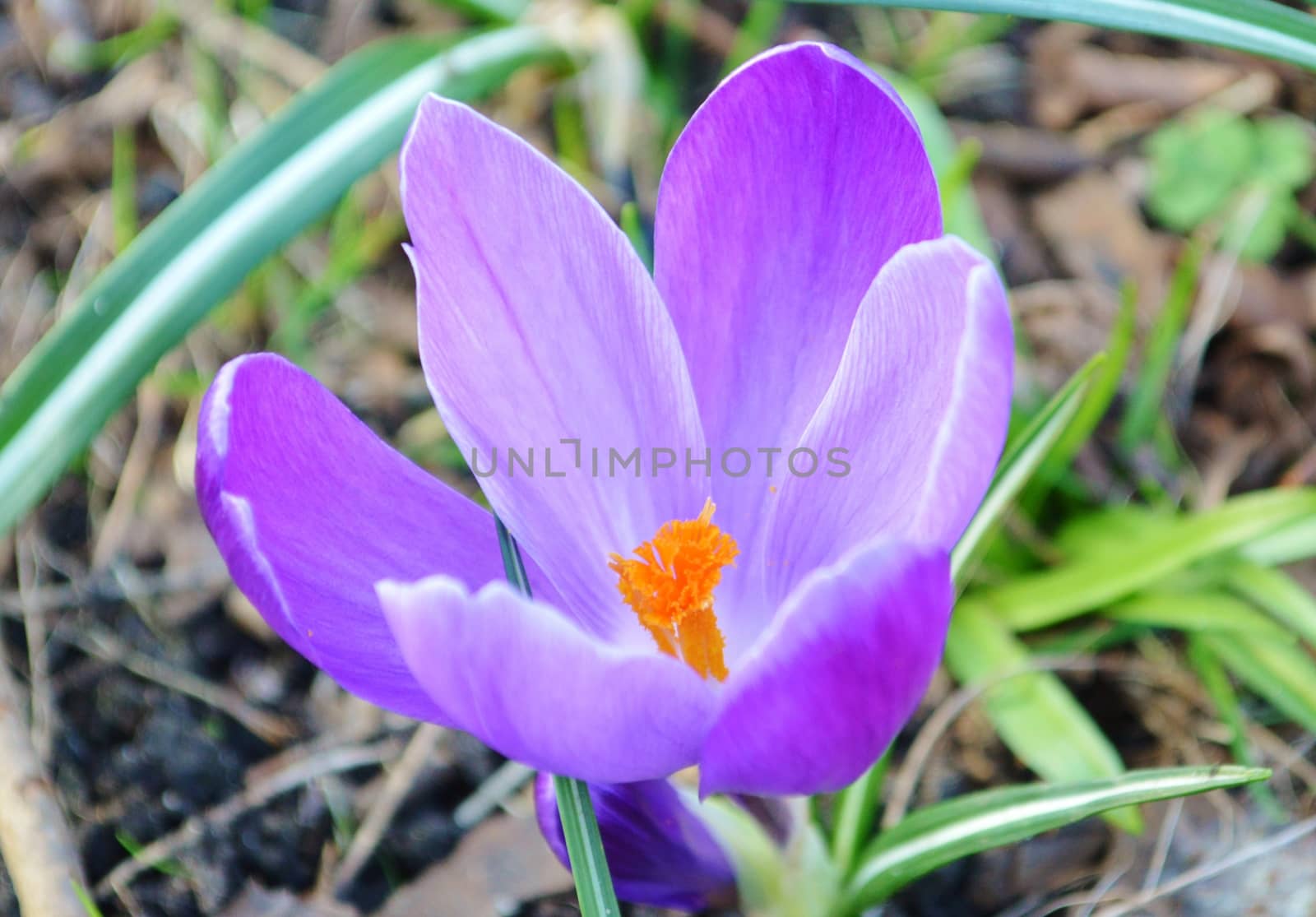 A colourful Spring flowering Crocus.