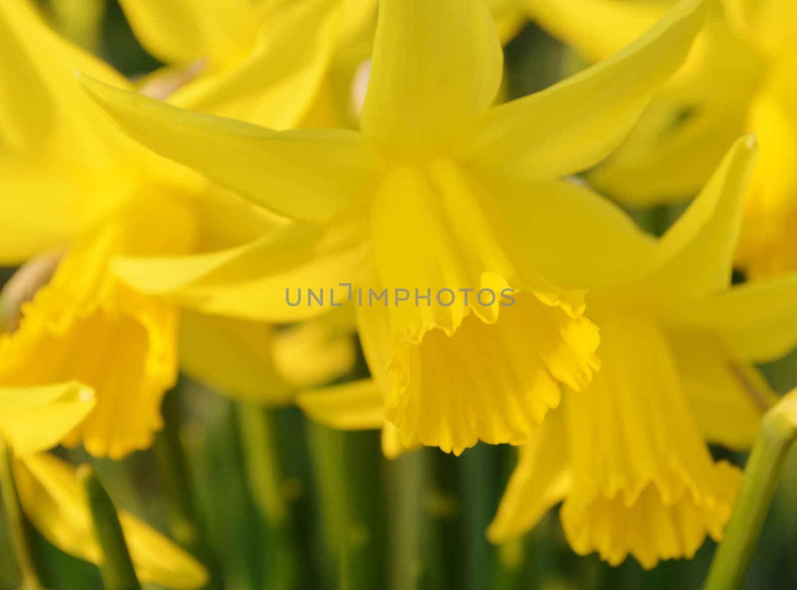 Daffodils. by paulst