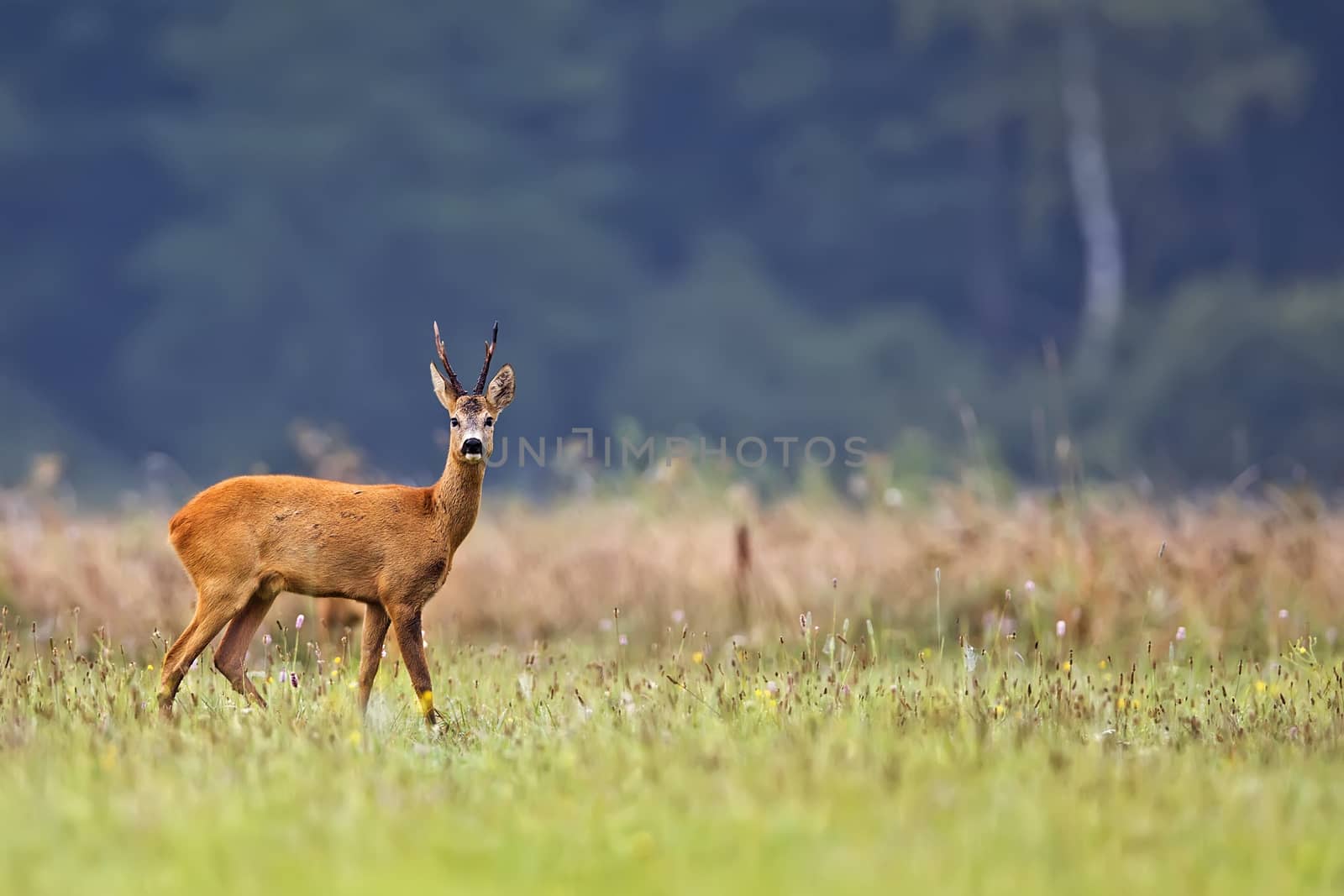 Buck deer in a clearing, in the wild