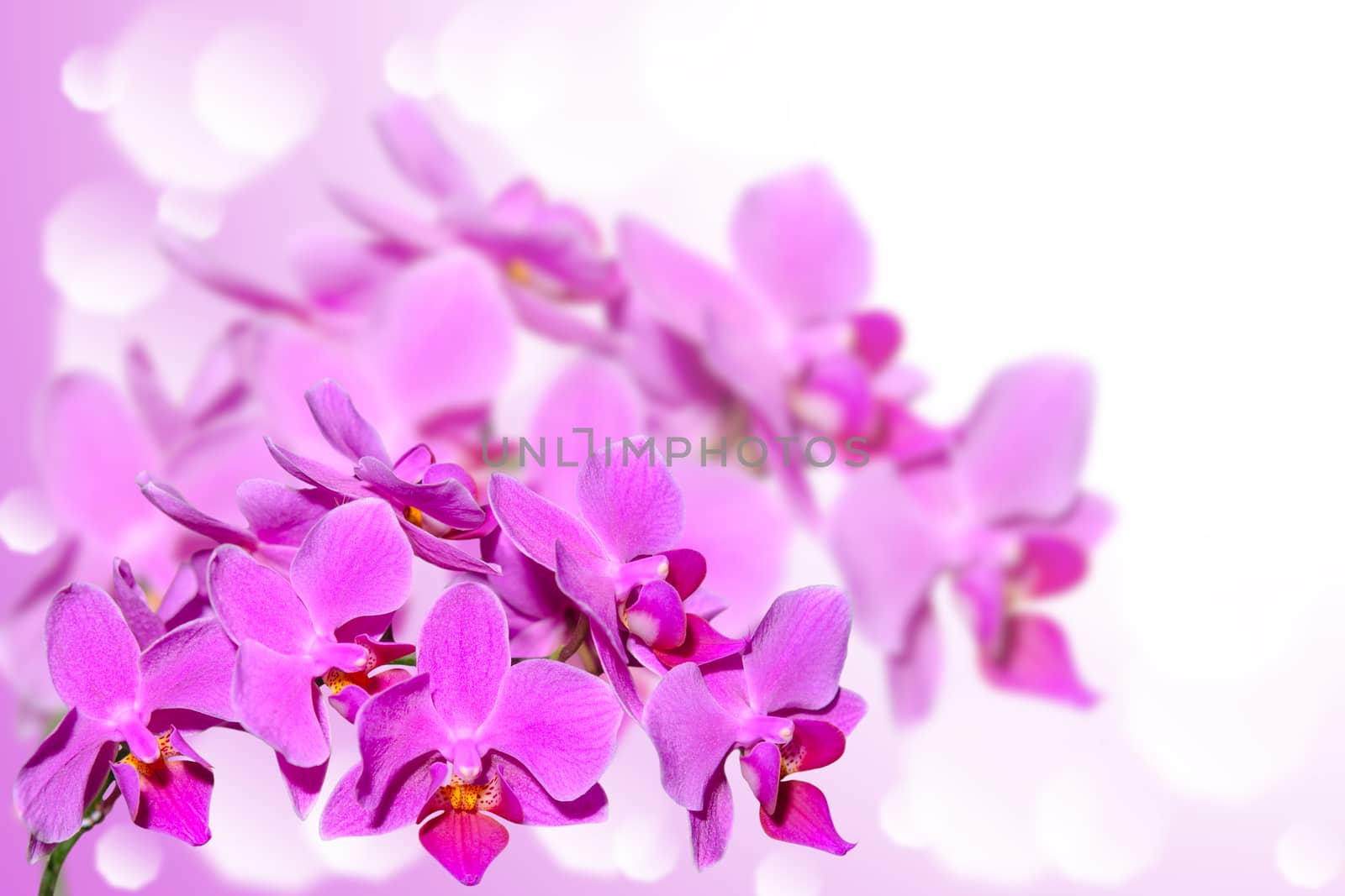 Exotic tropical violet orchid flowers on blurred gradient bokeh background