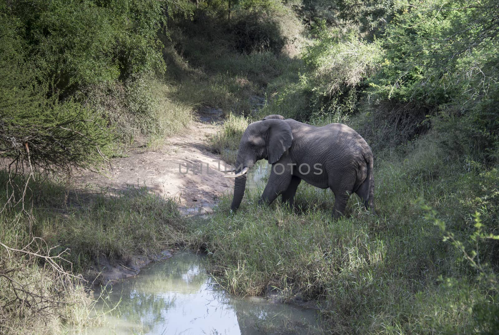 big elephant crossing the river by compuinfoto