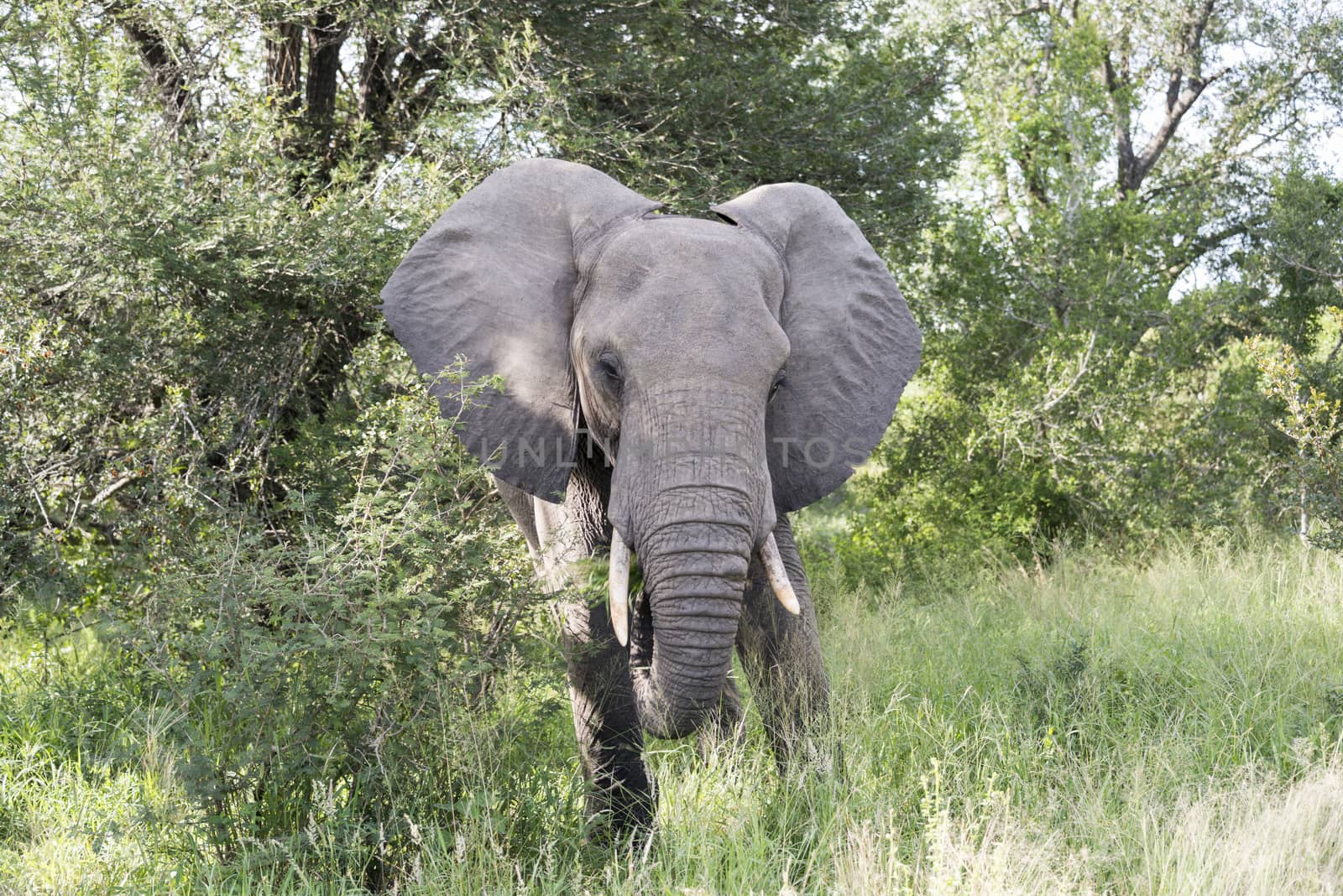 big elephant in national kruger wild park south africa near hoedspruit eating from the trees